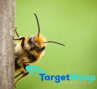 Target Wasp Removal Brisbane image 2